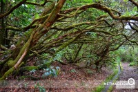 Levada do Poco do Bezerro