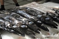 Peixe Espada Preta - Ilha da Madeira