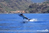 Blue Marlin Madeira