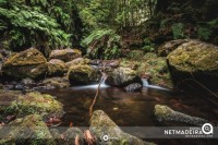 Levada do Rei - Ilha da Madeira