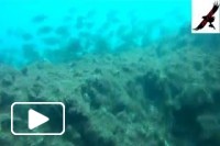 Madeira Spearfishing January 2016