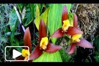 Jardim Orquídea na Madeira
