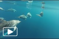 Whale Watching Madeira