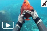 Madeira Spearfishing