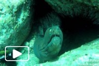 Madeira Marine Fauna I