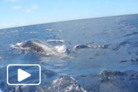 Visita de golfinhos e baleias - Ilha da Madeira