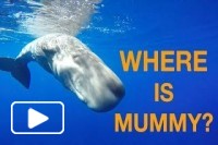 Baby sperm whale in Madeira Island