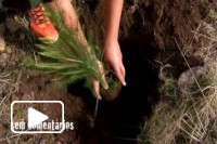 Cinco mil arvores plantadas na Madeira