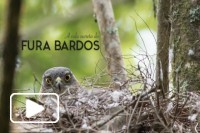 A vida Secreta do fura-bardos Episodio 1