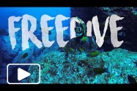 FREEDIVE - MADEIRA ISLAND