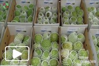 XXVI edição da festa da Anona 2017