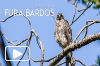 A vida Secreta do fura-bardos - episodio 4