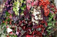Tapetes de Flores no ano passado