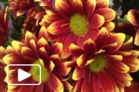 Flores na Praça do Povo - Festa da Flor 2017
