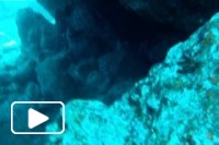Pesca submarina e mergulho livre na Madeira