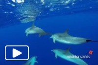 Atividades envolvendo magnificas espécimes - Ilha da Madeira