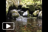 Levada dos Cedros - Madeira