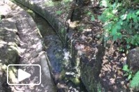 Levada do Alecrim