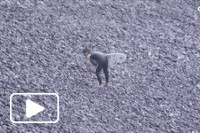 Joao Moreira na Madeira