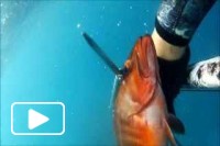 Pesca Submarina no Porto Moniz