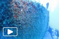 Scuba Diving in Madeira