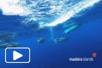Observando baleias e golfinhos na Madeira