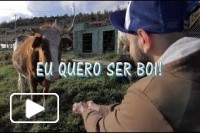 Eu Quero ser boi