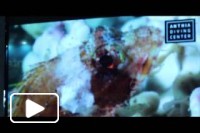 BTL 2014 por ILoveMadeiraTv
