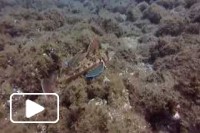 Madeira diving
