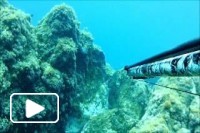 Pesca Submarina Madeira Junho 2014