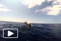 Spearfishing Madeira Island