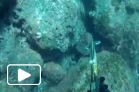 Madeira Spearfishing