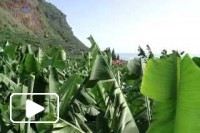 Madeira Viva