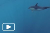 Madeira Dolphin Dive