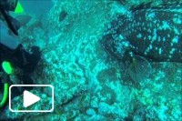 Dive Garajau Spot Ilha da Madeira