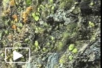 Nos Píncaros da Ilha - Madeira