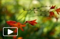 Madeira - Das ilhas as mais belas e livres