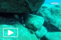 Freedive Madeira Island