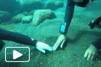Madeira Dive August 2015