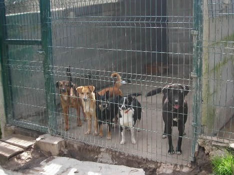 PAN quer acabar com os canis de abate
