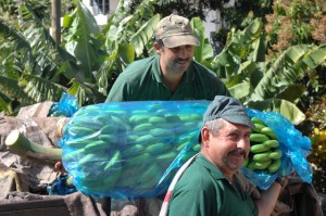 Mercado da banana na Madeira vale 12 milhões de euros