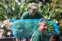 Mercado da banana na Madeira vale 12 milhões de euros