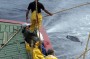 MPT lembra promessas por cumprir aos pescadores de Câmara de Lobos