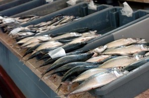 Comissária europeia promete apoios para exportar pescado madeirense