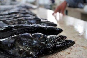 Secretaria diz que hipotética proibição da pesca do peixe-espada-preto é problema de interpretação do PAN