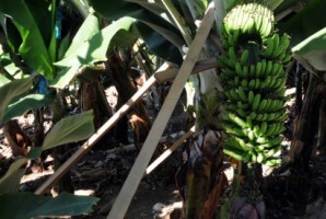 CDU quer apoios a agricultores com prejuízos dos últimos temporais