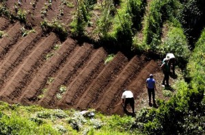 Novas regras fiscais para agricultores estreiam-se hoje entre dúvidas e críticas