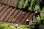 Prazo para novas obrigações fiscais dos agricultores prolongado até 31 de Maio
