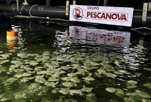 Pescanova convoca para formação 33 trabalhadores que estavam em lay-off