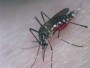 PCP quer prevenção do dengue nos portos e aeroportos
